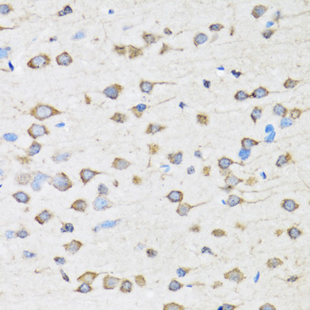 COPB2 / Beta-COP Antibody - Immunohistochemistry of paraffin-embedded rat brain tissue.