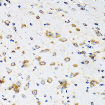 COPB2 / Beta-COP Antibody - Immunohistochemistry of paraffin-embedded mouse brain tissue.