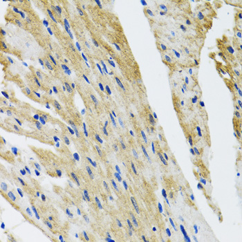 COPB2 / Beta-COP Antibody - Immunohistochemistry of paraffin-embedded mouse heart tissue.