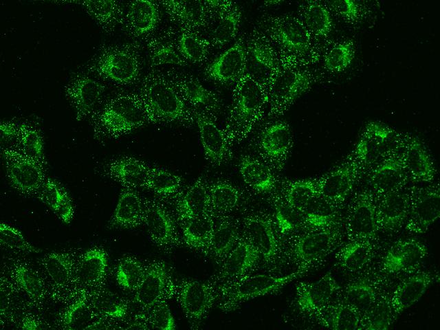 Anti-COPB2 / Beta-COP Antibody | Rabbit anti-Human Polyclonal | LSBio