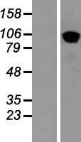 COPB2 / Beta-COP Protein - Western validation with an anti-DDK antibody * L: Control HEK293 lysate R: Over-expression lysate