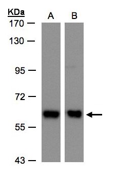 COPD / ARCN1 Antibody - Sample (30 ug whole cell lysate). A: H1299, B: Hep G2. 7.5% SDS PAGE. COPD / ARCN1 antibody diluted at 1:500