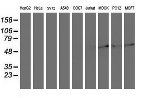 COPD / ARCN1 Antibody - Western blot of extracts (35 ug) from 9 different cell lines by using anti-ARCN1 monoclonal antibody (HepG2: human; HeLa: human; SVT2: mouse; A549: human; COS7: monkey; Jurkat: human; MDCK: canine; PC12: rat; MCF7: human).