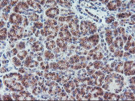 COPD / ARCN1 Antibody - IHC of paraffin-embedded Human pancreas tissue using anti-ARCN1 mouse monoclonal antibody.