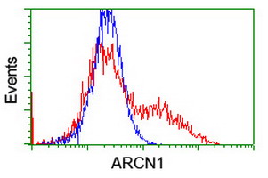 COPD / ARCN1 Antibody - HEK293T cells transfected with either overexpress plasmid (Red) or empty vector control plasmid (Blue) were immunostained by anti-ARCN1 antibody, and then analyzed by flow cytometry.