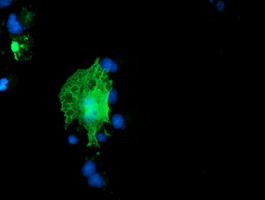 COPD / ARCN1 Antibody - Anti-ARCN1 mouse monoclonal antibody immunofluorescent staining of COS7 cells transiently transfected by pCMV6-ENTRY ARCN1.