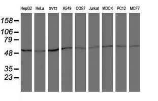 COPD / ARCN1 Antibody - Western blot of extracts (35 ug) from 9 different cell lines by using anti-ARCN1 monoclonal antibody (HepG2: human; HeLa: human; SVT2: mouse; A549: human; COS7: monkey; Jurkat: human; MDCK: canine; PC12: rat; MCF7: human).