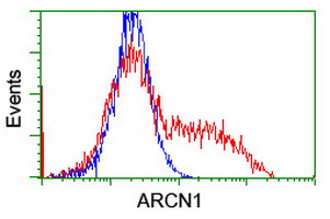 COPD / ARCN1 Antibody - HEK293T cells transfected with either overexpress plasmid (Red) or empty vector control plasmid (Blue) were immunostained by anti-ARCN1 antibody, and then analyzed by flow cytometry.