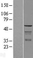 COPD / ARCN1 Protein - Western validation with an anti-DDK antibody * L: Control HEK293 lysate R: Over-expression lysate