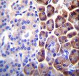 COPE Antibody - COPE Antibody immunohistochemistry of formalin-fixed and paraffin-embedded human pancreas tissue followed by peroxidase-conjugated secondary antibody and DAB staining.