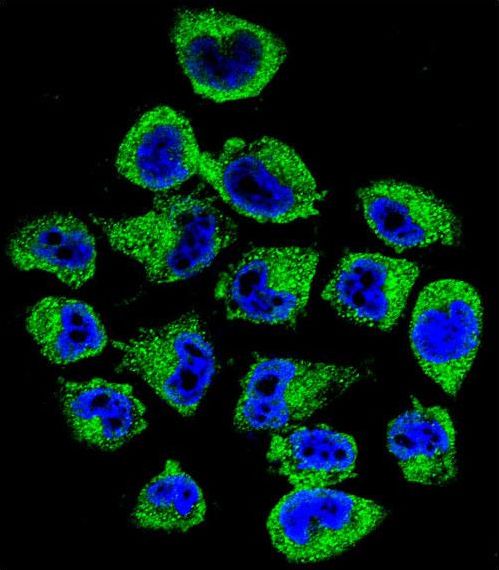 COPE Antibody - Confocal immunofluorescence of COPE Antibody with A375 cell followed by Alexa Fluor 488-conjugated goat anti-rabbit lgG (green). DAPI was used to stain the cell nuclear (blue).