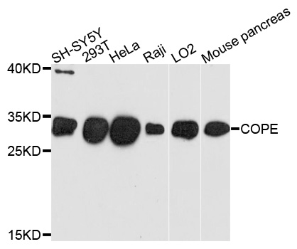 COPE Antibody - Western blot analysis of extracts of various cell lines, using COPE antibody at 1:1000 dilution. The secondary antibody used was an HRP Goat Anti-Rabbit IgG (H+L) at 1:10000 dilution. Lysates were loaded 25ug per lane and 3% nonfat dry milk in TBST was used for blocking. An ECL Kit was used for detection and the exposure time was 90s.