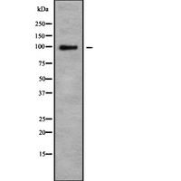 COPG / Gamma-COP Antibody - Western blot analysis of COPG using HeLa whole cells lysates