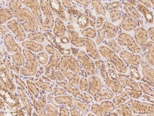 COPG / Gamma-COP Antibody - Immunochemical staining of human COPG in human kidney with rabbit polyclonal antibody at 1:300 dilution, formalin-fixed paraffin embedded sections.