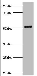 COPS2 / TRIP15 / ALIEN Antibody - Western blot All lanes: COP9 signalosome complex subunit 2 antibody at 6µg/ml + Mouse skeletal muscle tissue Secondary Goat polyclonal to rabbit IgG at 1/10000 dilution Predicted band size: 52, 53 kDa Observed band size: 52 kDa