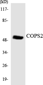 COPS2 / TRIP15 / ALIEN Antibody - Western blot analysis of the lysates from 293 cells using COPS2 antibody.
