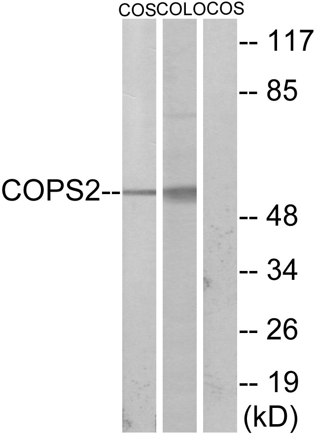 COPS2 / TRIP15 / ALIEN Antibody - Western blot analysis of lysates from COS7 and COLO205 cells, using COPS2 Antibody. The lane on the right is blocked with the synthesized peptide.