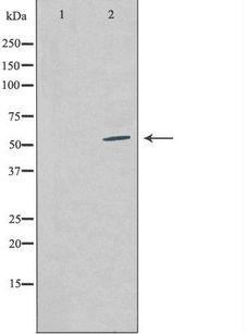 COPS2 / TRIP15 / ALIEN Antibody - Western blot analysis of extracts of COS-7 cells using COPS2 antibody. The lane on the left is treated with the antigen-specific peptide.