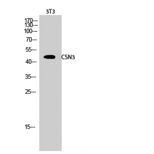COPS3 / CSN3 Antibody - Western blot of CSN3 antibody
