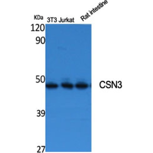 COPS3 / CSN3 Antibody - Western blot of CSN3 antibody
