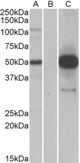 COPS3 / CSN3 Antibody - HEK293 lysate (10ug protein in RIPA buffer) overexpressing Human COPS3 with DYKDDDDK tag probed with (1.0ug/ml) in Lane A and probed with anti-DYKDDDDK Tag (1/5000) in lane C. Mock-transfected HEK293 probed (1mg/ml) in Lane B. Primary