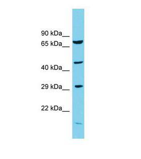 COPS3 / CSN3 Antibody - Western blot of Human Rat Testis . Cops3 antibody dilution 1.0 ug/ml.  This image was taken for the unconjugated form of this product. Other forms have not been tested.