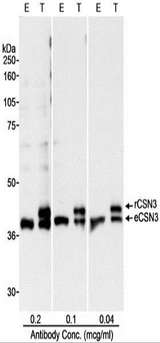 COPS3 / CSN3 Antibody - Detection of Human CSN3 by Western Blot. Samples: Whole cell lysate (50 ug - E; 25 ug - T) from HEK 293T cells that were mock transfected (E) or transfected with a CSN3 expression construct (T). Antibody: Affinity purified rabbit anti-CSN3 antibody used at the indicated concentrations. Detection: Chemiluminescence with a 10 second exposure.