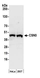 COPS3 / CSN3 Antibody - Detection of human CSN3 by western blot. Samples: Whole cell lysate (50 µg) from HeLa and HEK293T cells prepared using NETN lysis buffer. Antibodies: Affinity purified rabbit anti-CSN3 antibody used for WB at 0.04 µg/ml. Detection: Chemiluminescence with an exposure time of 10 seconds.