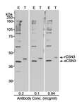 COPS3 / CSN3 Antibody - Detection of Human CSN3 by Western Blot. Samples: Whole cell lysate (50 ug - E; 10 ug - T) from mock transfected (E) or CSN3 transfected (T) HEK293T cells. Antibody: Affinity purified rabbit anti-CSN3 used at the indicated concentration. Detection: Chemiluminescence with a 10 second exposure.