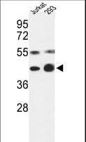 COPS3 / CSN3 Antibody - Western blot of COPS3 Antibody in Jurkat, 293 cell line lysates (35 ug/lane). COPS3 (arrow) was detected using the purified antibody.