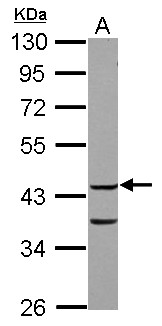 COPS3 / CSN3 Antibody - Sample (30 ug of whole cell lysate) A: HeLa 10% SDS PAGE COPS3 antibody diluted at 1:3000