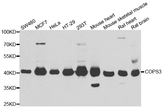 COPS3 / CSN3 Antibody - Western blot analysis of extracts of various cell lines.