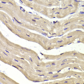 COPS3 / CSN3 Antibody - Immunohistochemistry of paraffin-embedded Mouse heart.