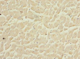 COPS3 / CSN3 Antibody - Immunohistochemistry of paraffin-embedded human heart tissue at dilution 1:100