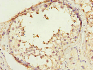 COPS3 / CSN3 Antibody - Immunohistochemistry of paraffin-embedded human testis tissue at dilution 1:100