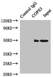 COPS3 / CSN3 Antibody - Immunoprecipitating COPS3 in HeLa whole cell lysate Lane 1: Rabbit monoclonal IgG(1ug)instead of product in HeLa whole cell lysate.For western blotting, a HRP-conjugated anti-rabbit IgG,specific to the non-reduced form of IgG was used as the Secondary antibody (1/50000) Lane 2: product(4ug)+ HeLa whole cell lysate(500ug) Lane 3: HeLa whole cell lysate (20ug)