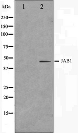 COPS3 / CSN3 Antibody - Western blot analysis on LOVO cells cell lysates using COPS3 antibody. The lane on the left is treated with the antigen-specific peptide.