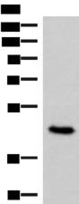 COPS3 / CSN3 Antibody - Western blot analysis of 293T cell lysate  using COPS3 Polyclonal Antibody at dilution of 1:450