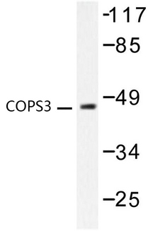 COPS3 / CSN3 Antibody - Western blot of COPS3 (M408) pAb in extracts from LOVO cells.
