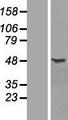 COPS3 / CSN3 Protein - Western validation with an anti-DDK antibody * L: Control HEK293 lysate R: Over-expression lysate