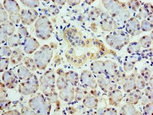 COPS4 / CSN4 Antibody - Immunohistochemistry of paraffin-embedded human pancreas tissue using antibody at 1:100 dilution.