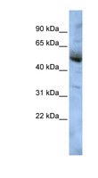 COPS4 / CSN4 Antibody - COPS4 antibody Western blot of HepG2 cell lysate. This image was taken for the unconjugated form of this product. Other forms have not been tested.