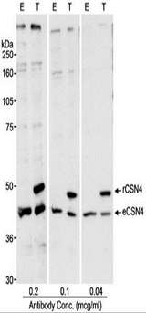 COPS4 / CSN4 Antibody - Detection of Human CSN4 by Western Blot. Samples: Whole cell lysate (50 ug - E; 25 ug - T) from HEK 293T cells that were mock transfected (E) or transfected with a CSN4 expression construct (T). Antibody: Affinity purified rabbit anti-CSN4 antibody used at the indicated concentrations. Detection: Chemiluminescence with a 10 second exposure.