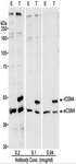 COPS4 / CSN4 Antibody - Detection of Human CSN4 by Western Blot. Samples: Whole cell lysate (50 ug - E; 25 ug - T) from HEK 293T cells that were mock transfected (E) or transfected with a CSN4 expression construct (T). Antibody: Affinity purified rabbit anti-CSN4 antibody used at the indicated concentrations. Detection: Chemiluminescence with a 10 second exposure.