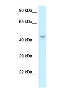 COPS4 / CSN4 Antibody - COPS4 antibody Western blot of Rat Lung lysate. Antibody concentration 1 ug/ml.  This image was taken for the unconjugated form of this product. Other forms have not been tested.
