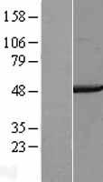 COPS4 / CSN4 Protein - Western validation with an anti-DDK antibody * L: Control HEK293 lysate R: Over-expression lysate