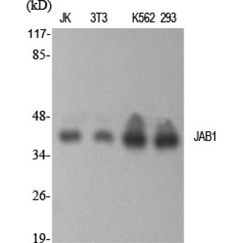 COPS5 / JAB1 Antibody - Western blot of JAB1 antibody