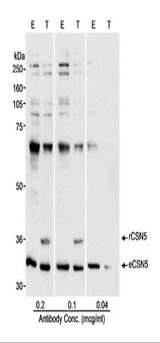COPS5 / JAB1 Antibody - Detection of Human CSN5 by Western Blot. Samples: Whole cell lysate (50 ug - E; 25 ug - T) from HEK 293T cells that were mock transfected (E) or transfected with a CSN5 expression construct (T). Antibody: Affinity purified rabbit anti-CSN5 antibody used at the indicated concentrations. Detection: Chemiluminescence with a 10 second exposure.