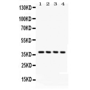 COPS5 / JAB1 Antibody - JAB1 antibody Western blot. All lanes: Anti JAB1 at 0.5 ug/ml. Lane 1: Rat Testis Tissue Lysate at 50 ug. Lane 2: Mouse Testis Tissue Lysate at 50 ug. Lane 3: HELA Whole Cell Lysate at 40 ug. Lane 4: 293T Whole Cell Lysate at 40 ug. Predicted band size: 38 kD. Observed band size: 38 kD.