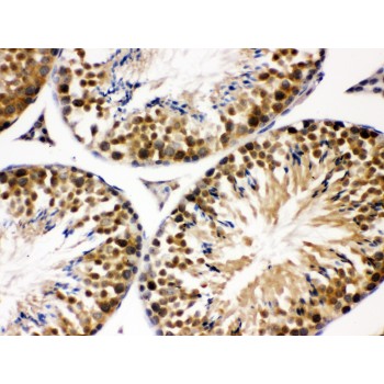 COPS5 / JAB1 Antibody - JAB1 antibody IHC-paraffin. IHC(P): Mouse Testis Tissue.